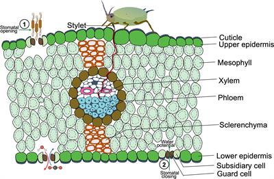 Stomata at the crossroad of molecular interaction between biotic and abiotic stress responses in plants